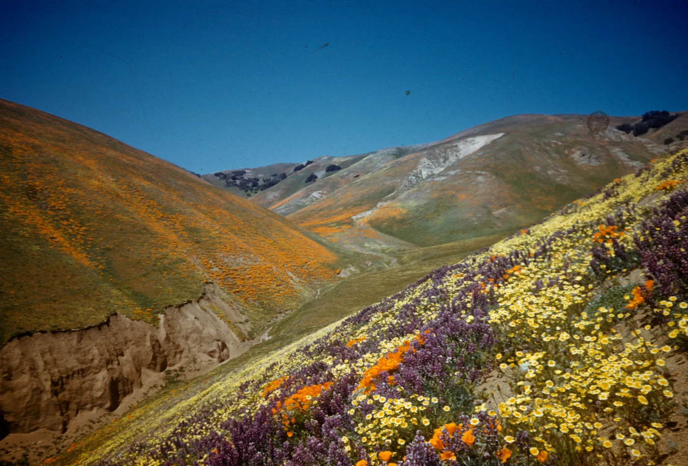 wildflower covered hillsides, Gorman foothills