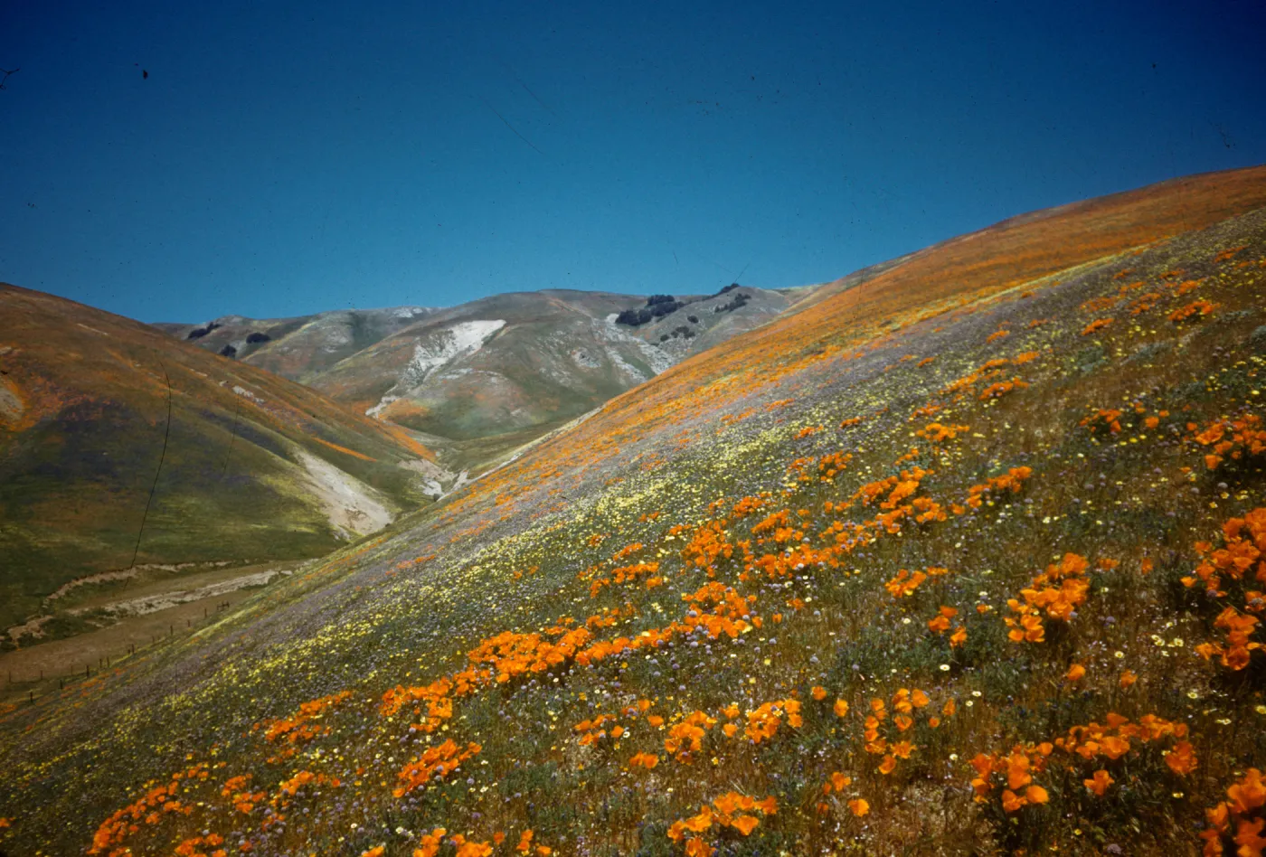 wildflower covered hillsides, Gorman foothills