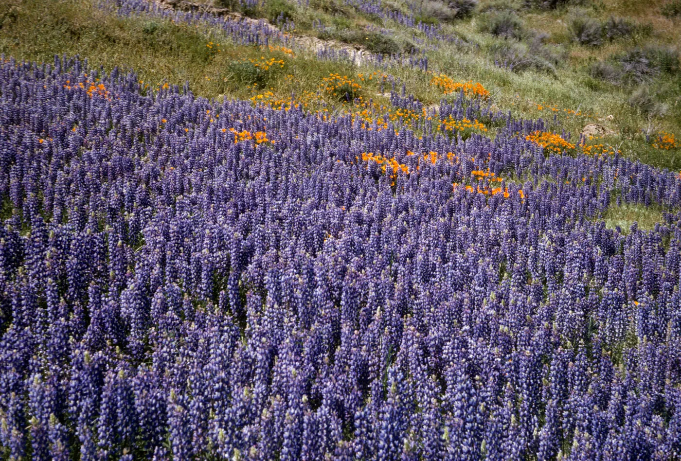 field of lupines, wildflowers, Gorman