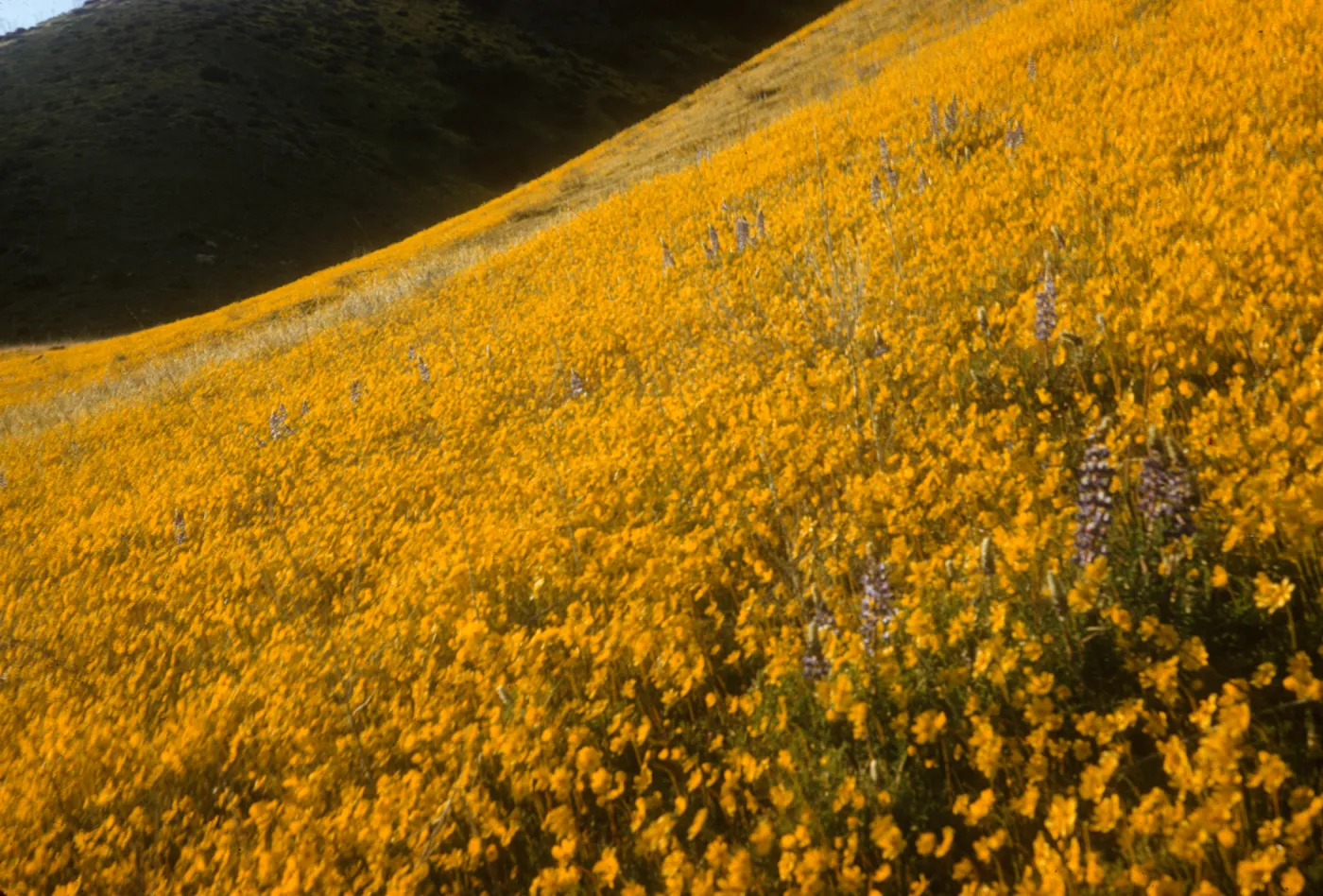 wildflowers, solid mass of yellow hillside daisies with a few lupines, Gorman foothills