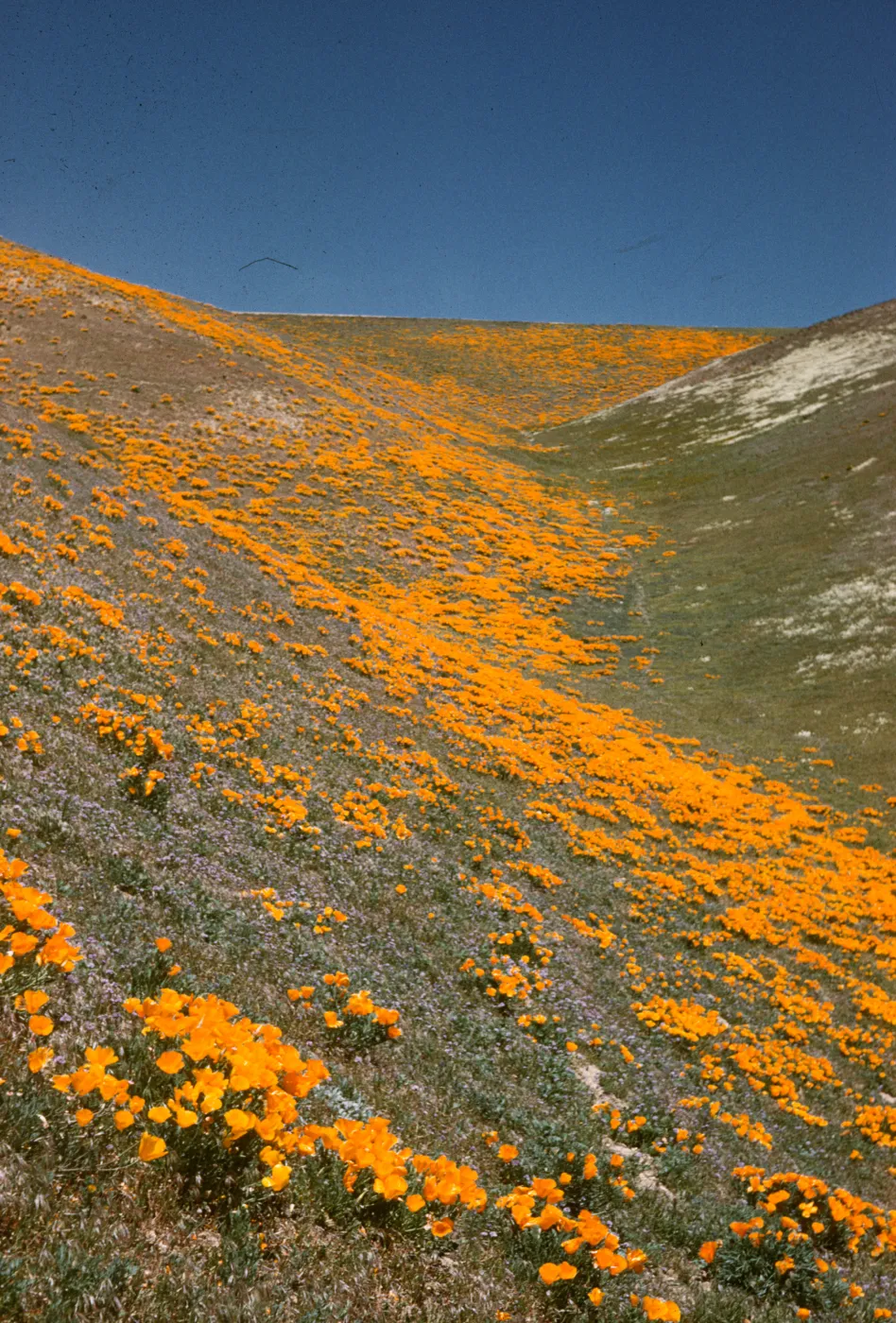 field of wildflowers, poppies and lupine, Gorman