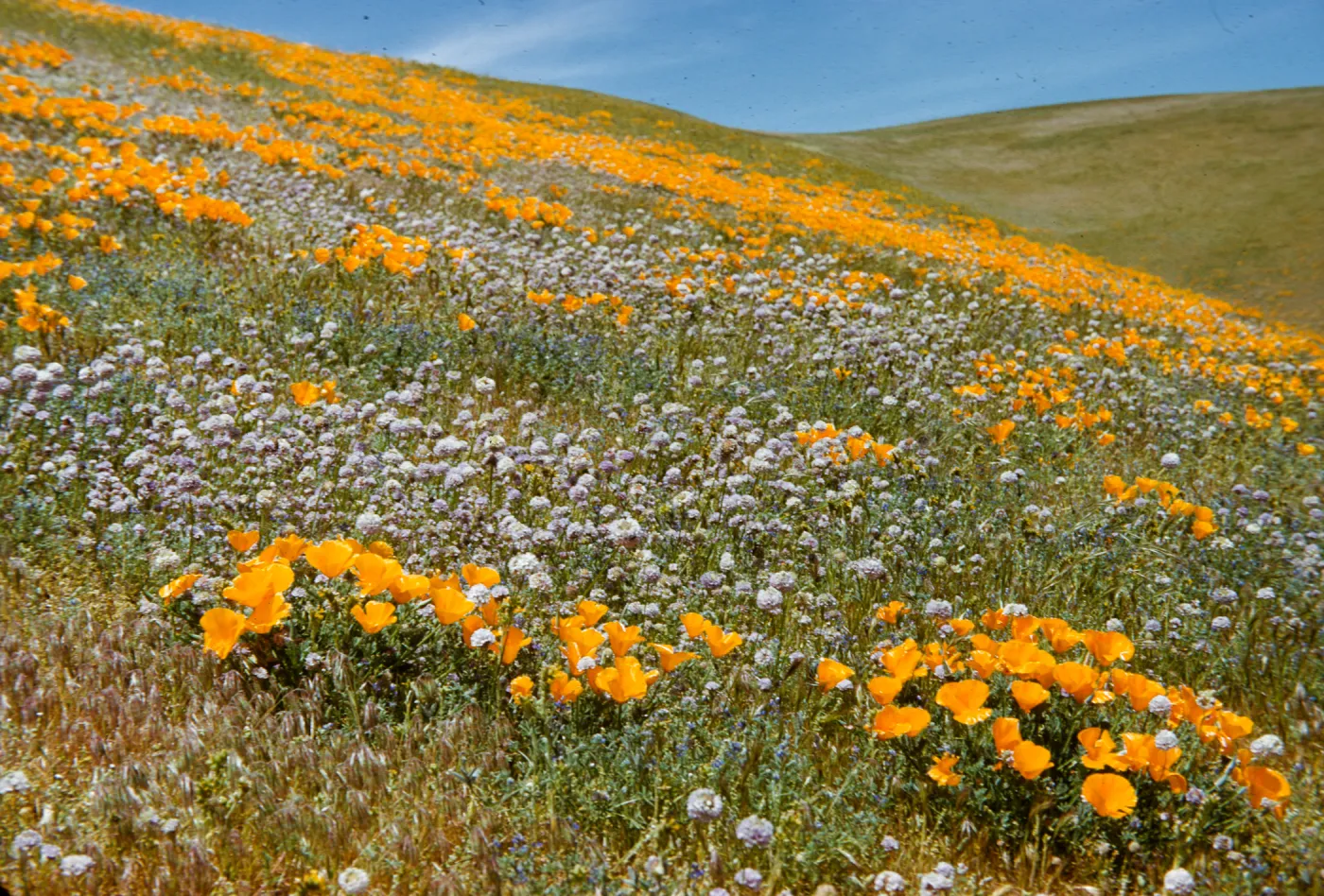 field of poppies and wildflowers, Gorman hillside