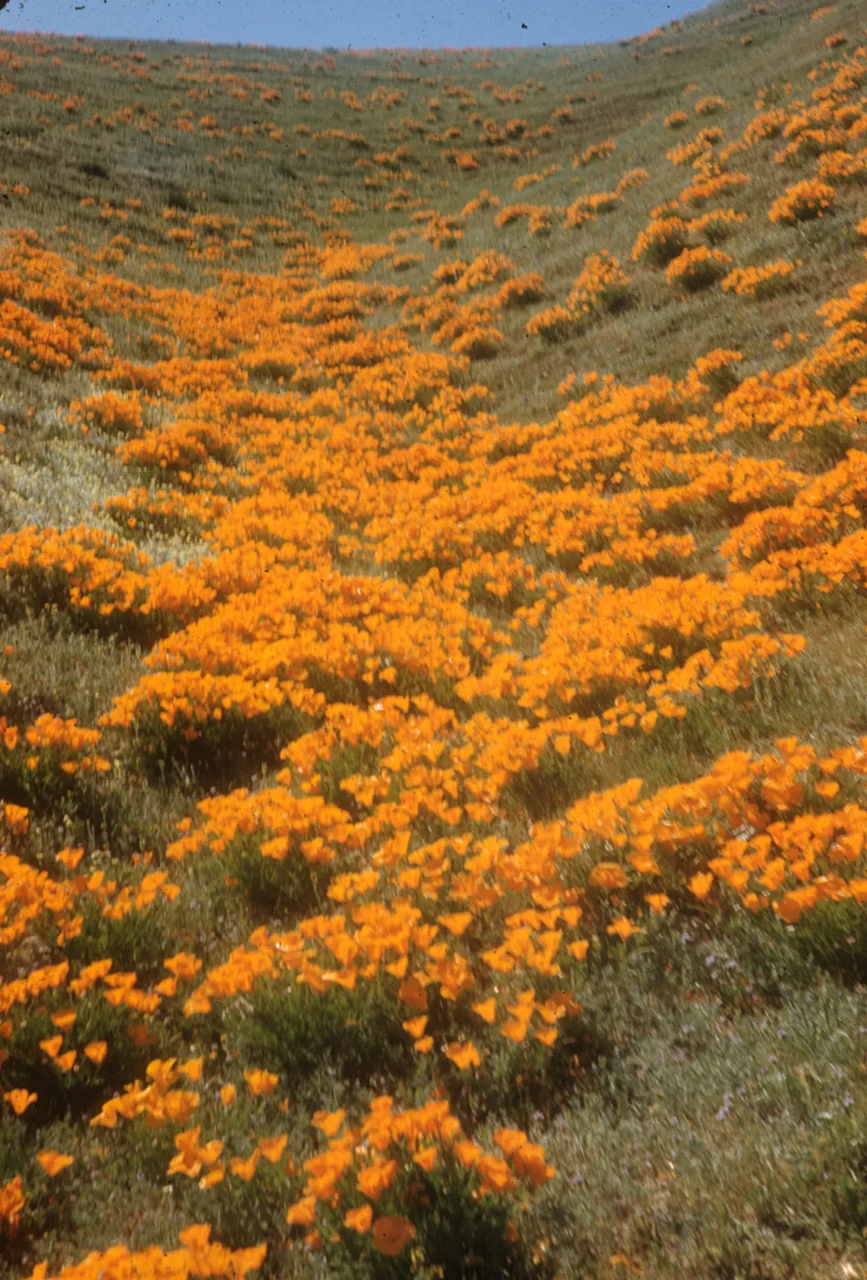 poppies flowing down hillside, Gorman foothills
