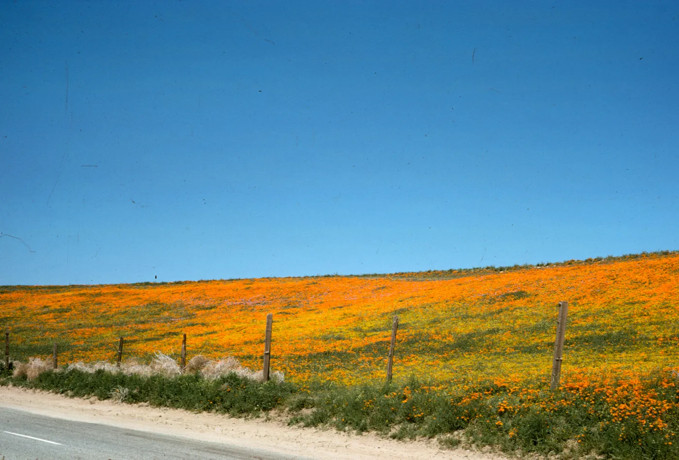 Eschscholzia californica, brilliant field of wildflowers, poppies and goldfields, roadside, Avenue I, north of Lancaster