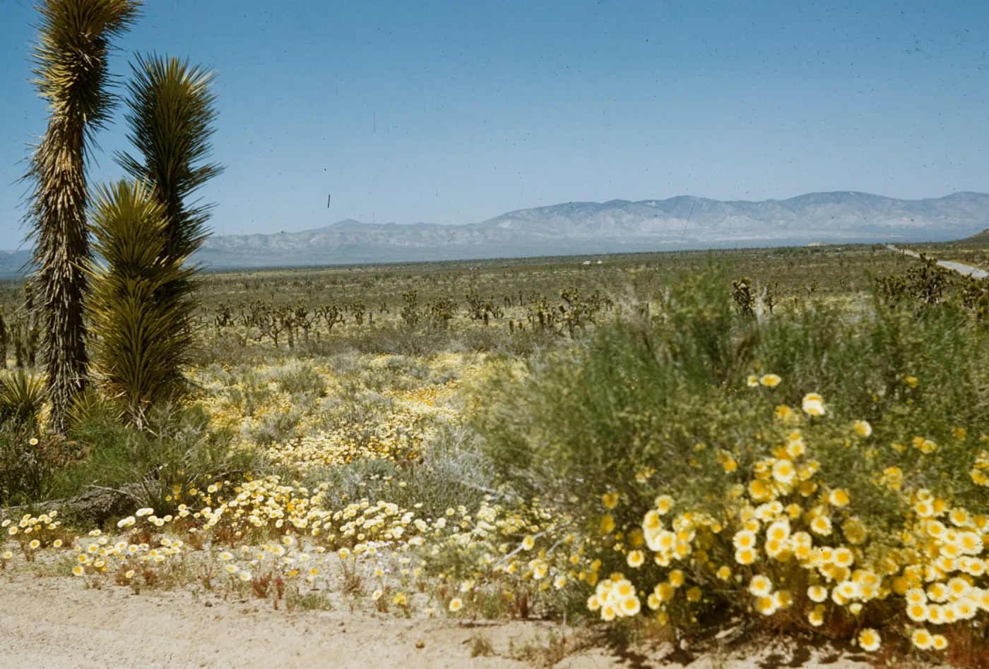 desert wildflowers and Joshua trees near Lancaster