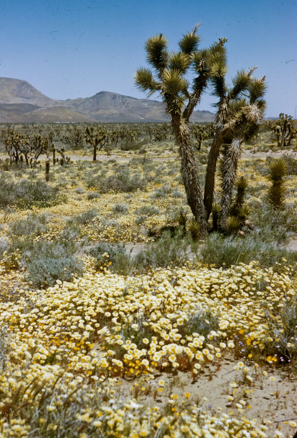 desert wildflowers and Joshua trees near Lancaster, Layia glandulosa