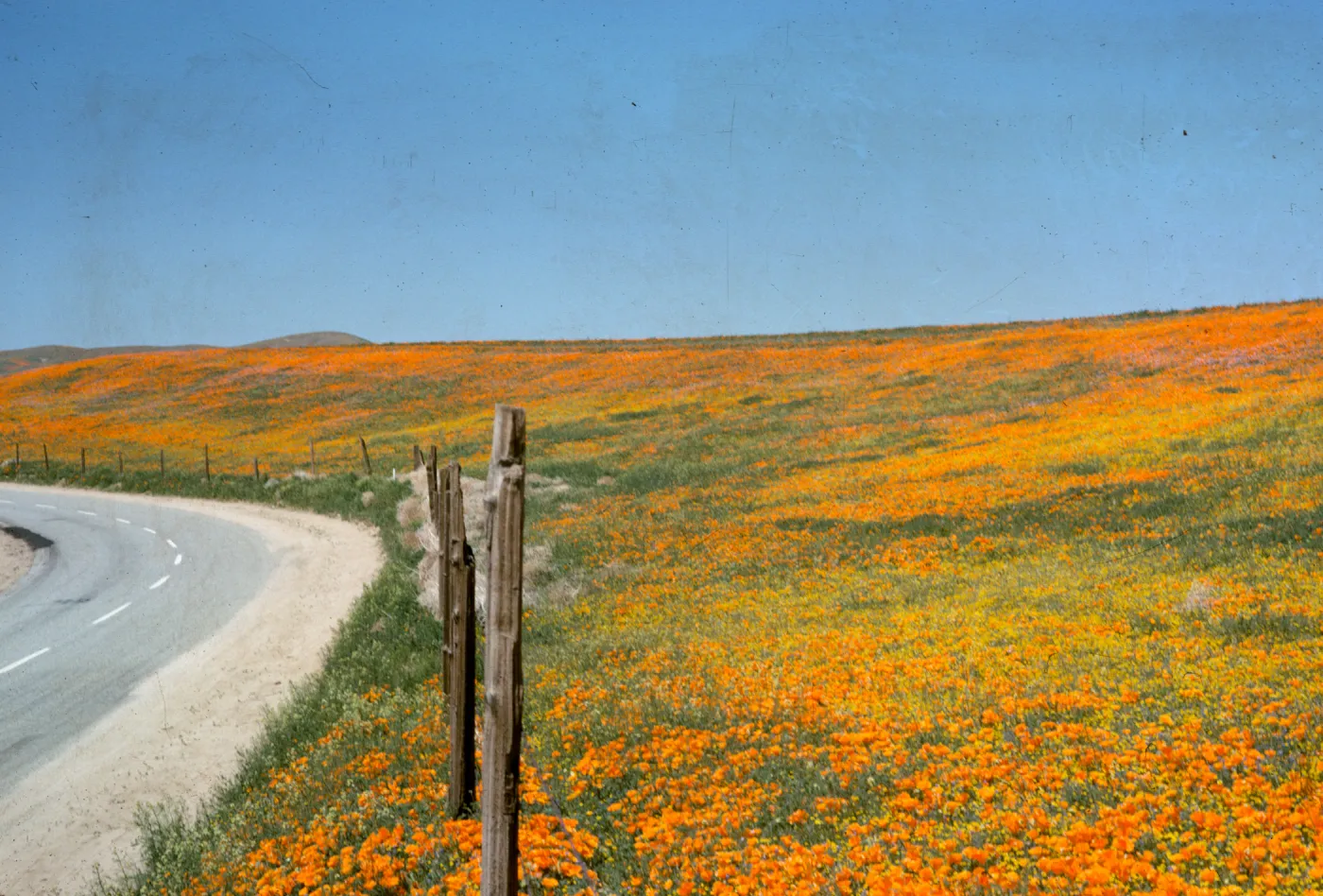 Eschscholzia californica, brilliant field of wildflowers, poppies and goldfields, roadside, Avenue I, north of Lancaster