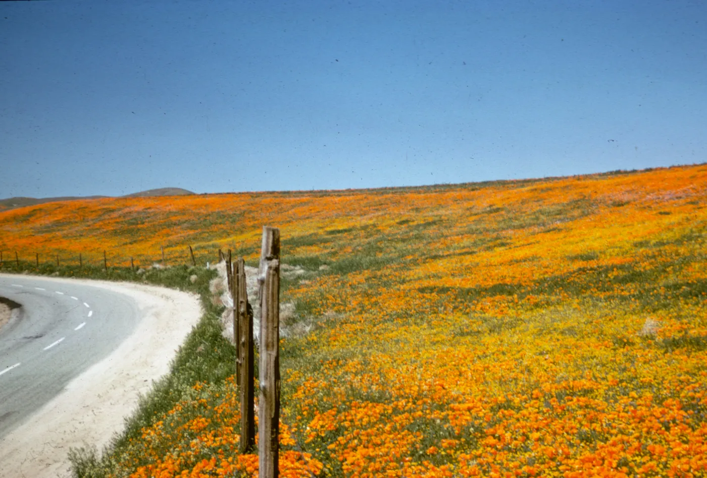 Eschscholzia californica, brilliant field of wildflowers, poppies and goldfields, roadside, Avenue I, north of Lancaster