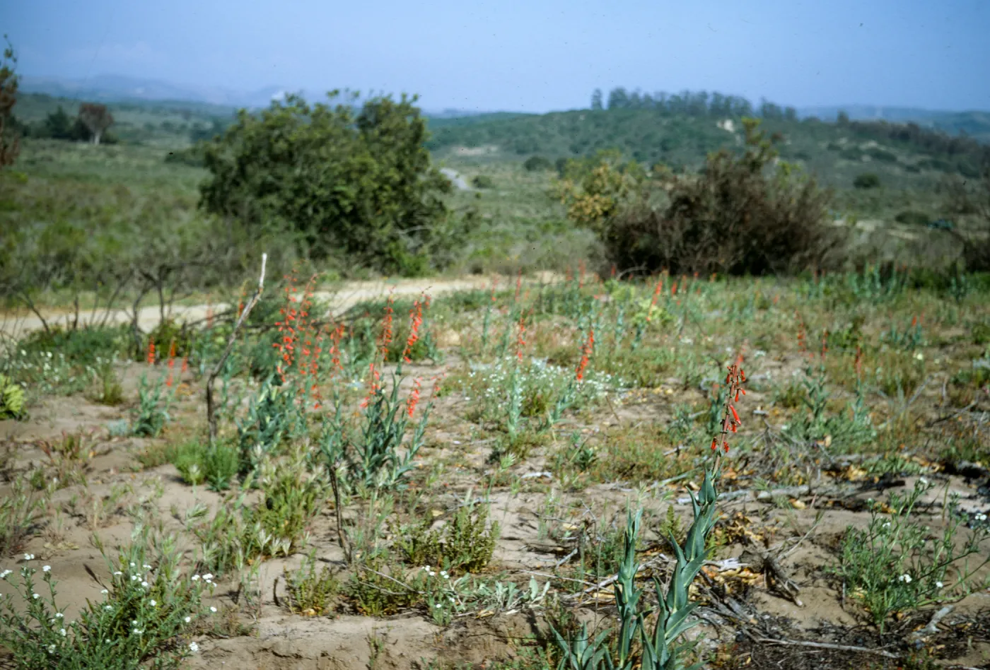wildflower emergence after La Purisima burn, lompoc