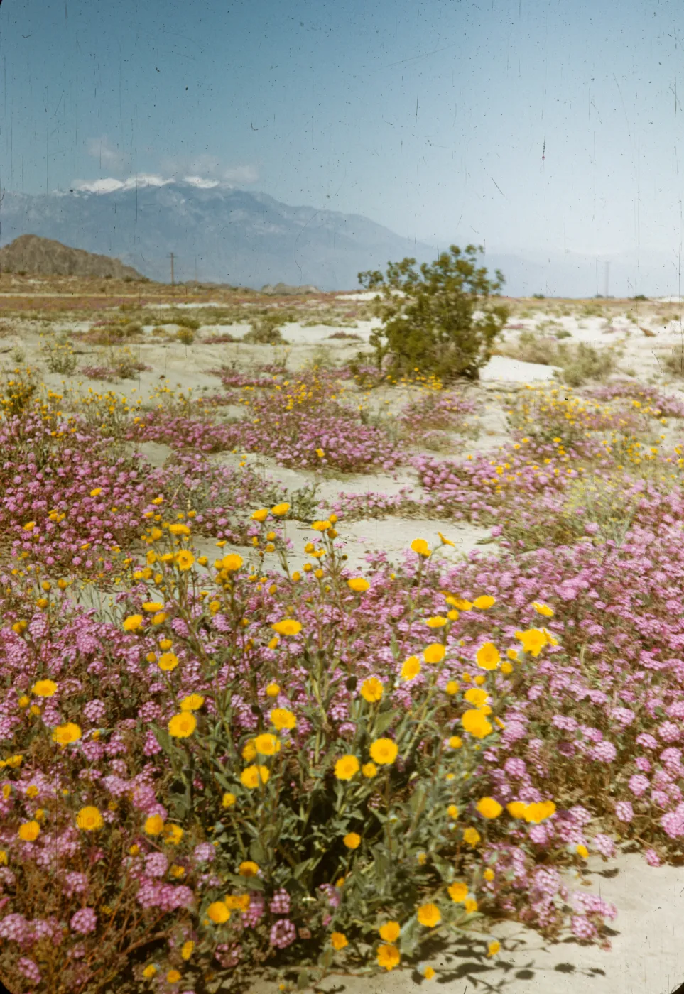 Indio, desert wildflowers, sand