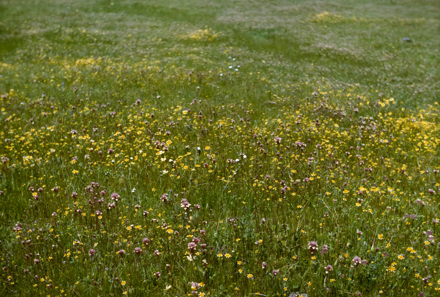 Wildflowers of Jolon Mission