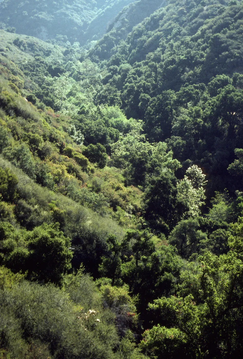 Mission Canyon
