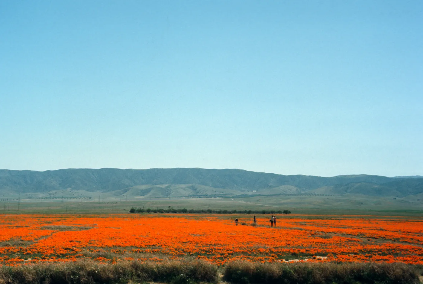 Lancaster, Poppy Fields, Avenue I