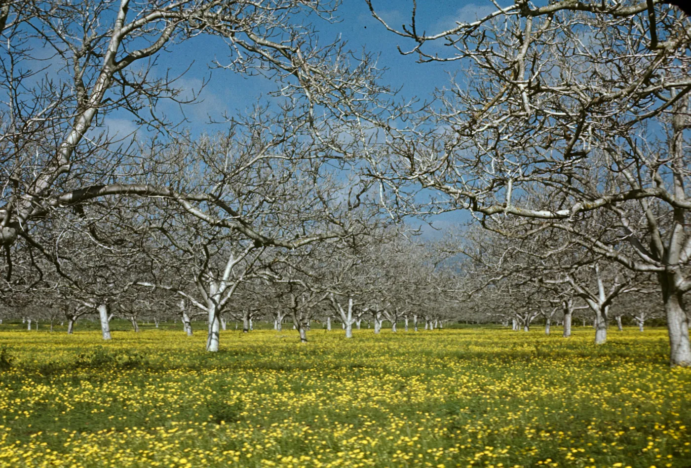Goleta Orchard