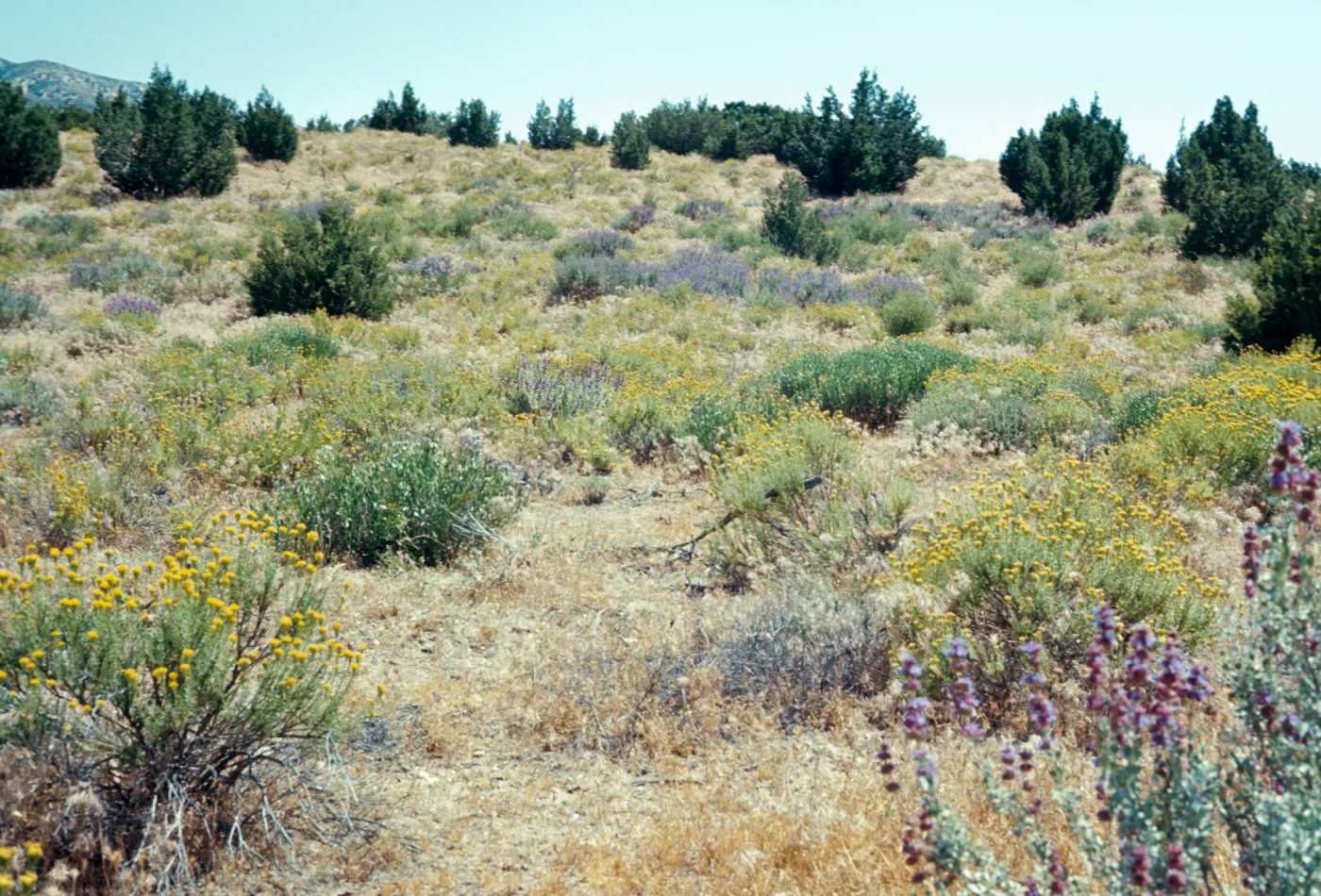 Summit Valley near Hesperia