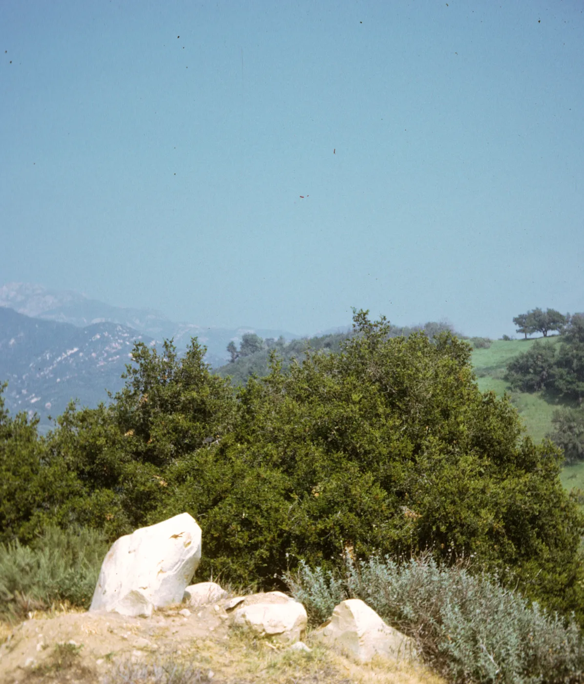 Santa Ynez Mountains, from Santa Barbara Botanic Garden