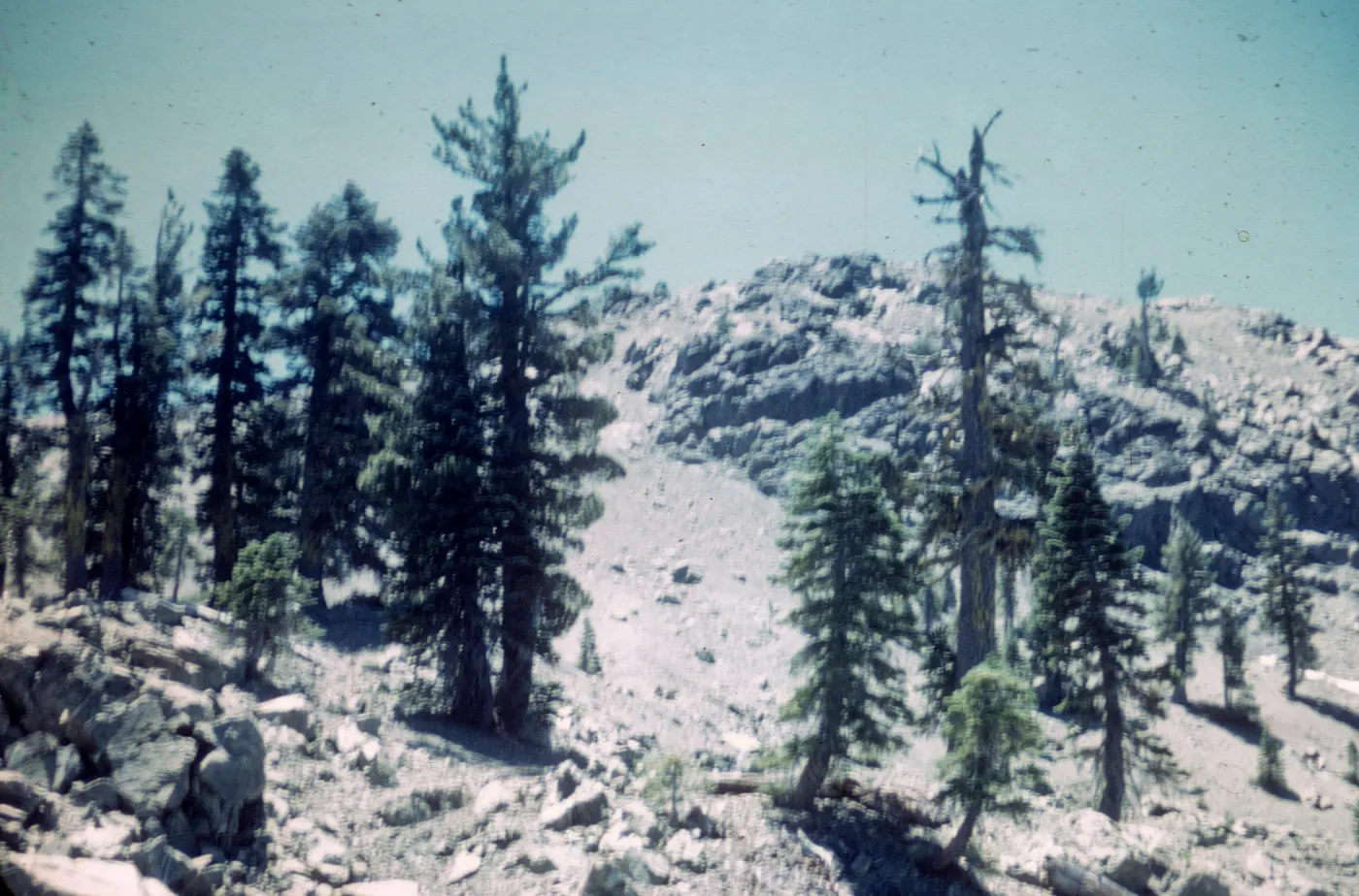 Red Fir Forest, South Yolla Bolly Mountain