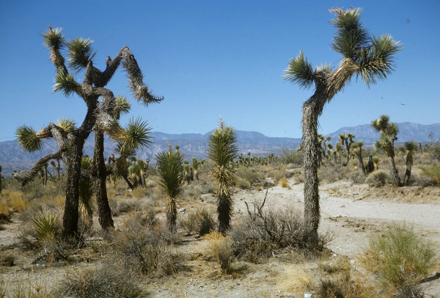 Joshua Tree Woodland, Hwy 138 east of Pear Blossom