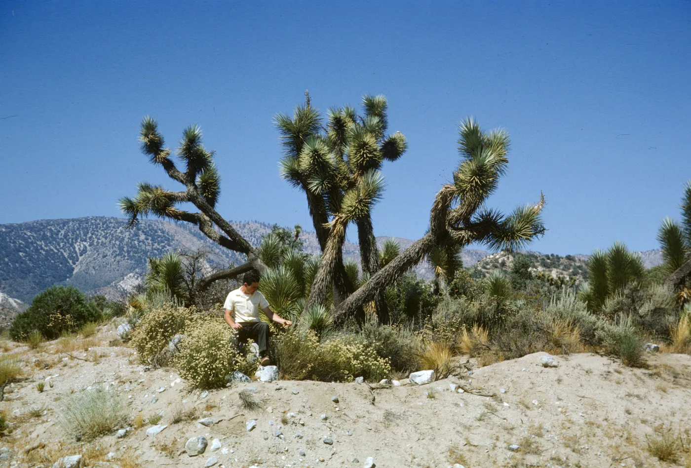 Joshua Woodland, Hwy 138 just west of Cajon Pass
