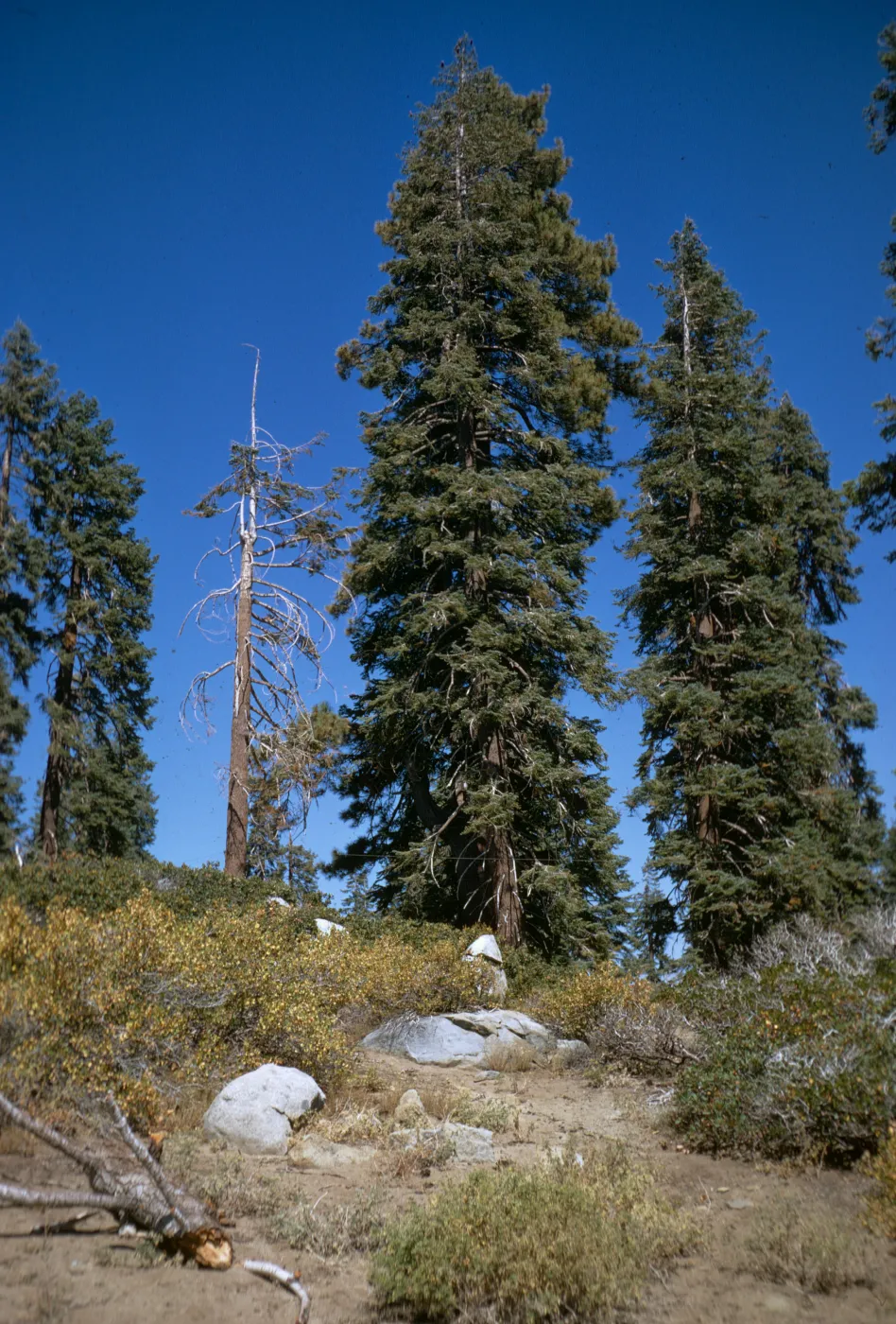 Sequoia National Park