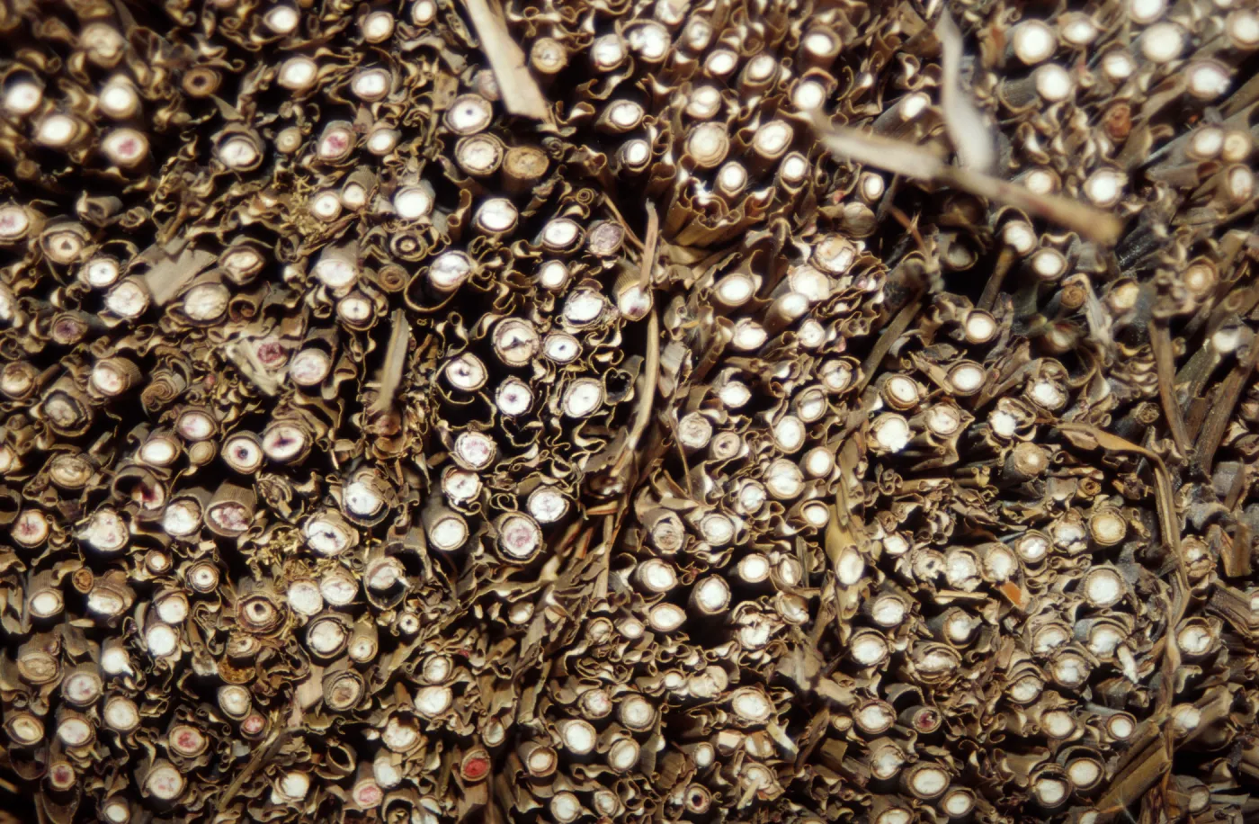 Tea House Construction 2001