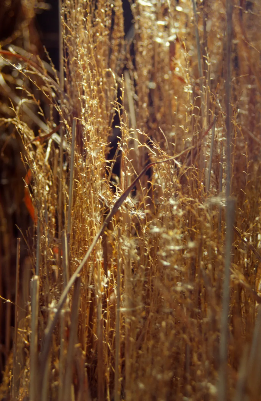 Tea House Construction 2001