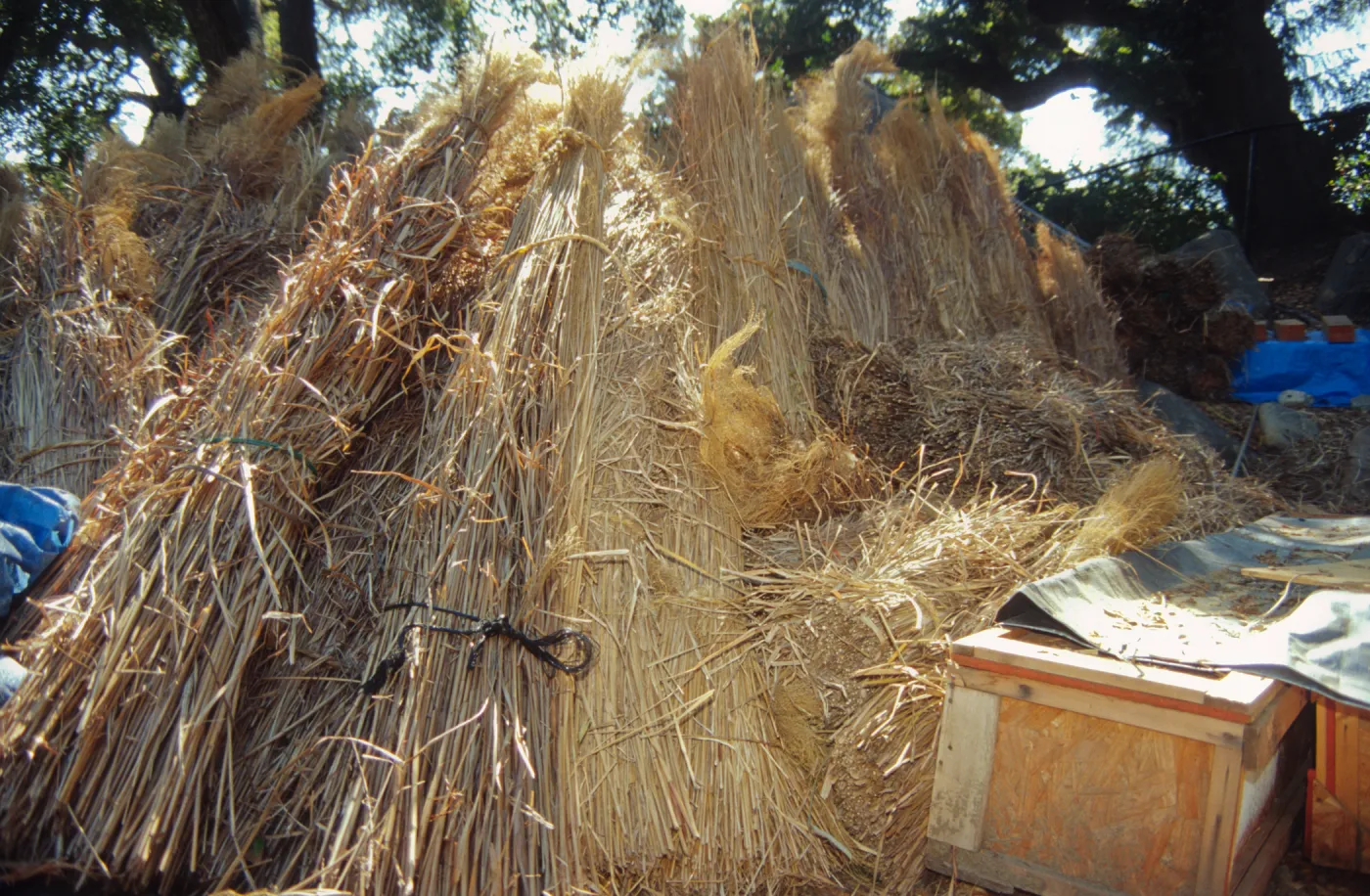 Tea House Construction 2001
