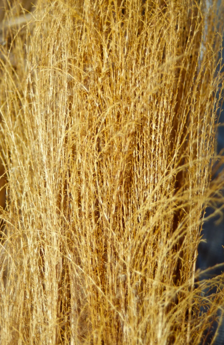 Tea House Construction 2001