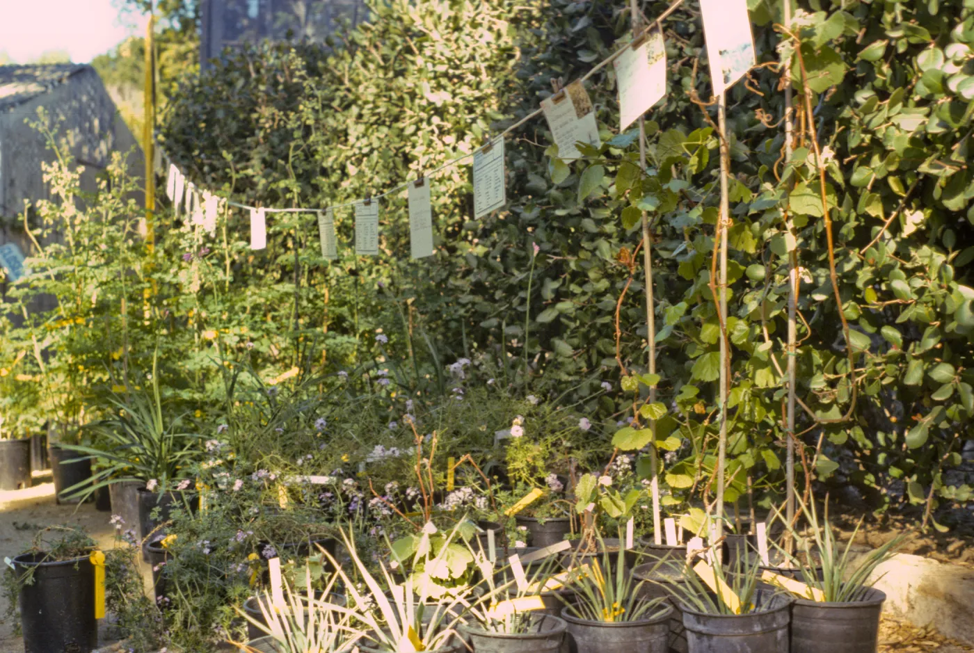 SBBG Spring Plant Sale, 1988