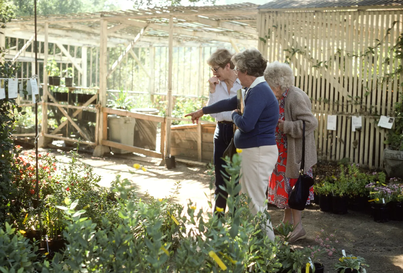 Fall Plant Sale, 1985
