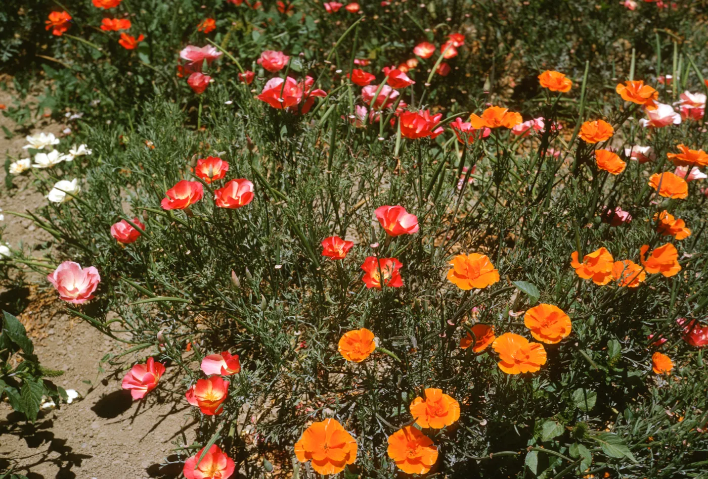 Lompoc flower field, poppies