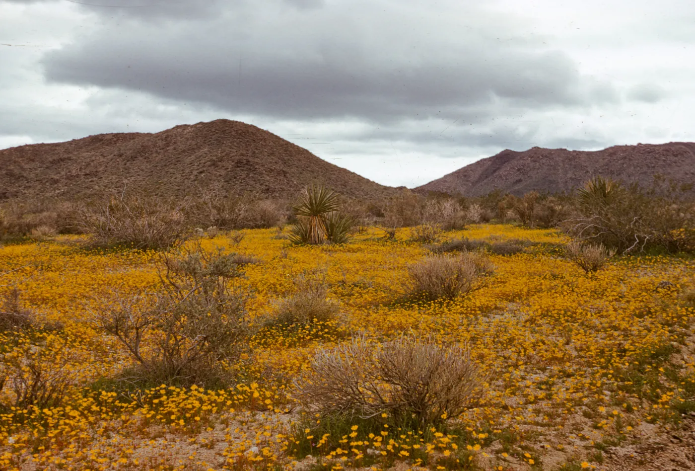 Coreopsis wildflowers, desert, Twenty-nine Palms