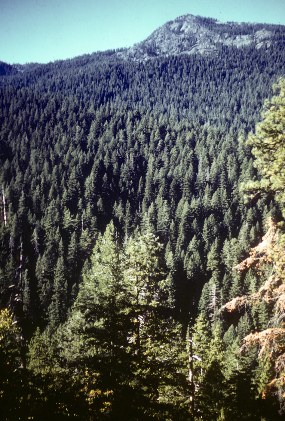 North Yolla Bolly Mtns, Red Fir Forest