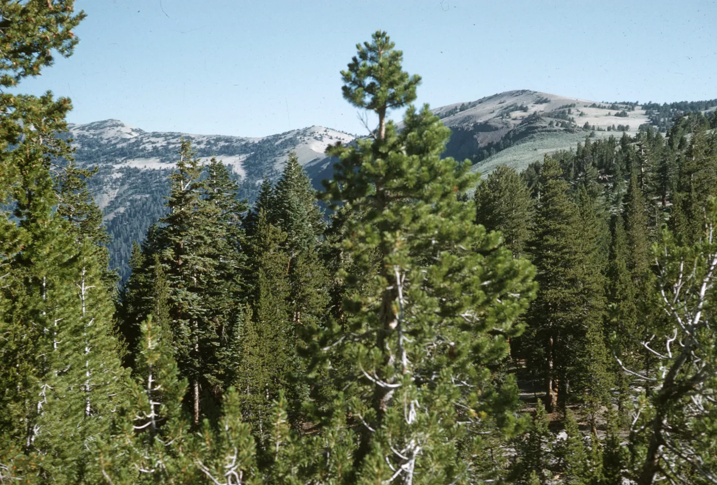 Mammoth Lakes, Minaret Crest