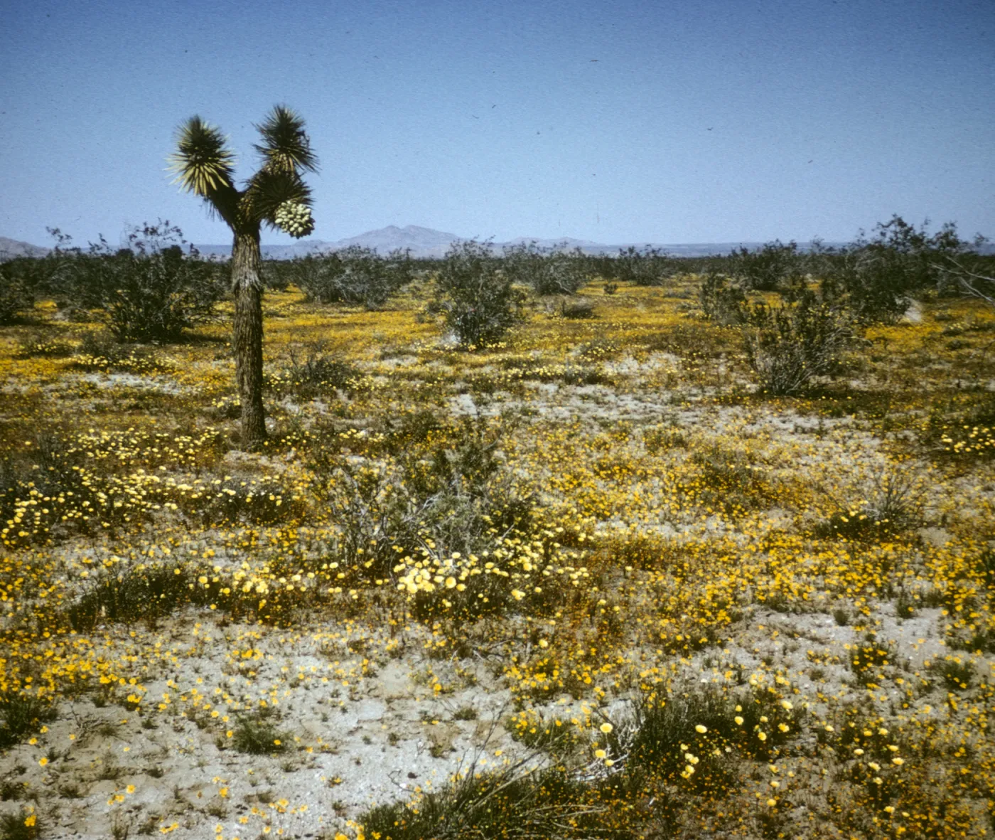 Mojave Desert