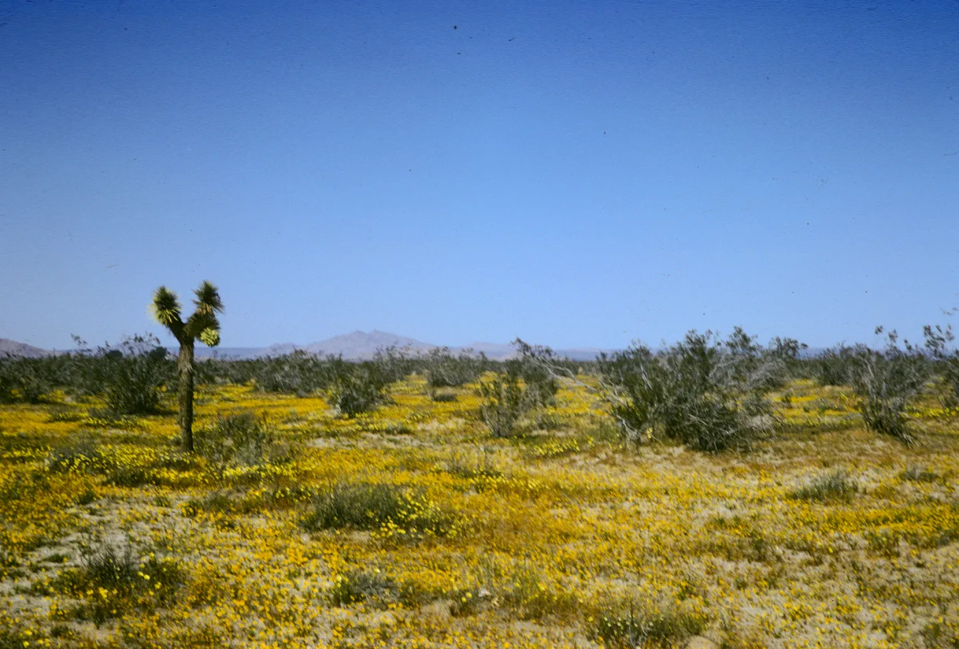 Mojave Desert, wildflowers, Joshua tree