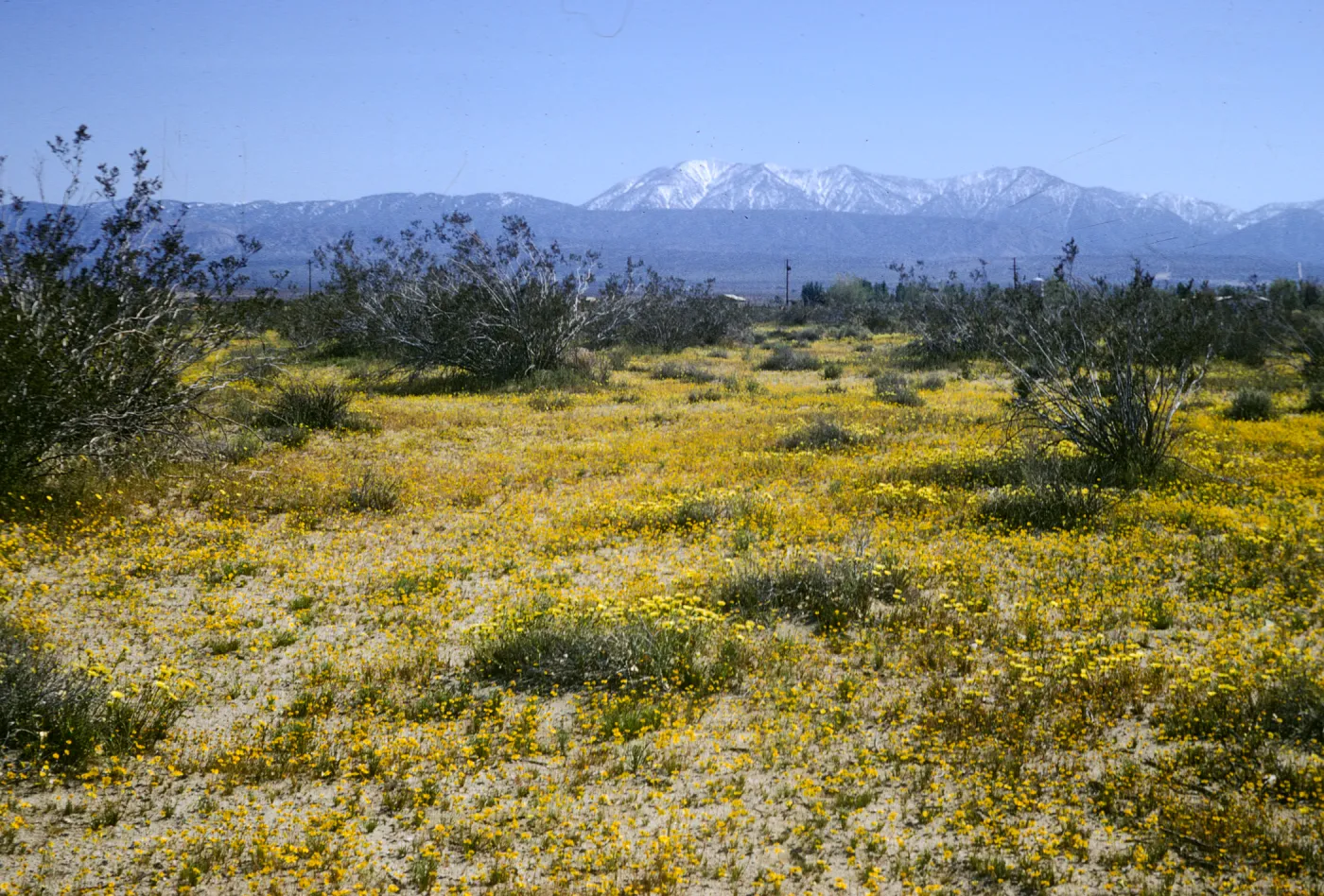 Mojave Desert, wildflowers