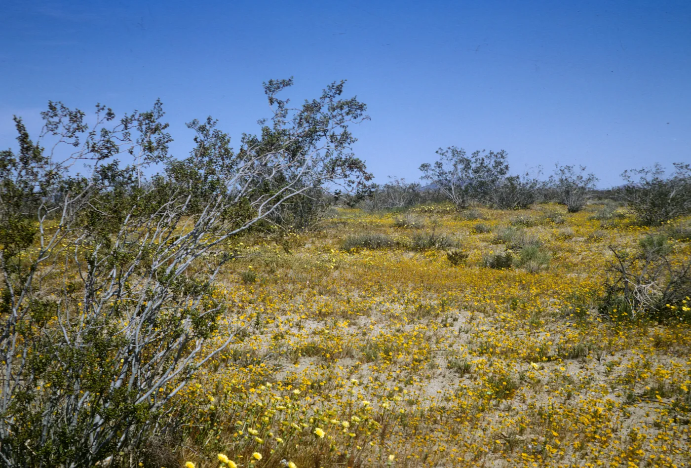 Mojave Desert, wildflowers