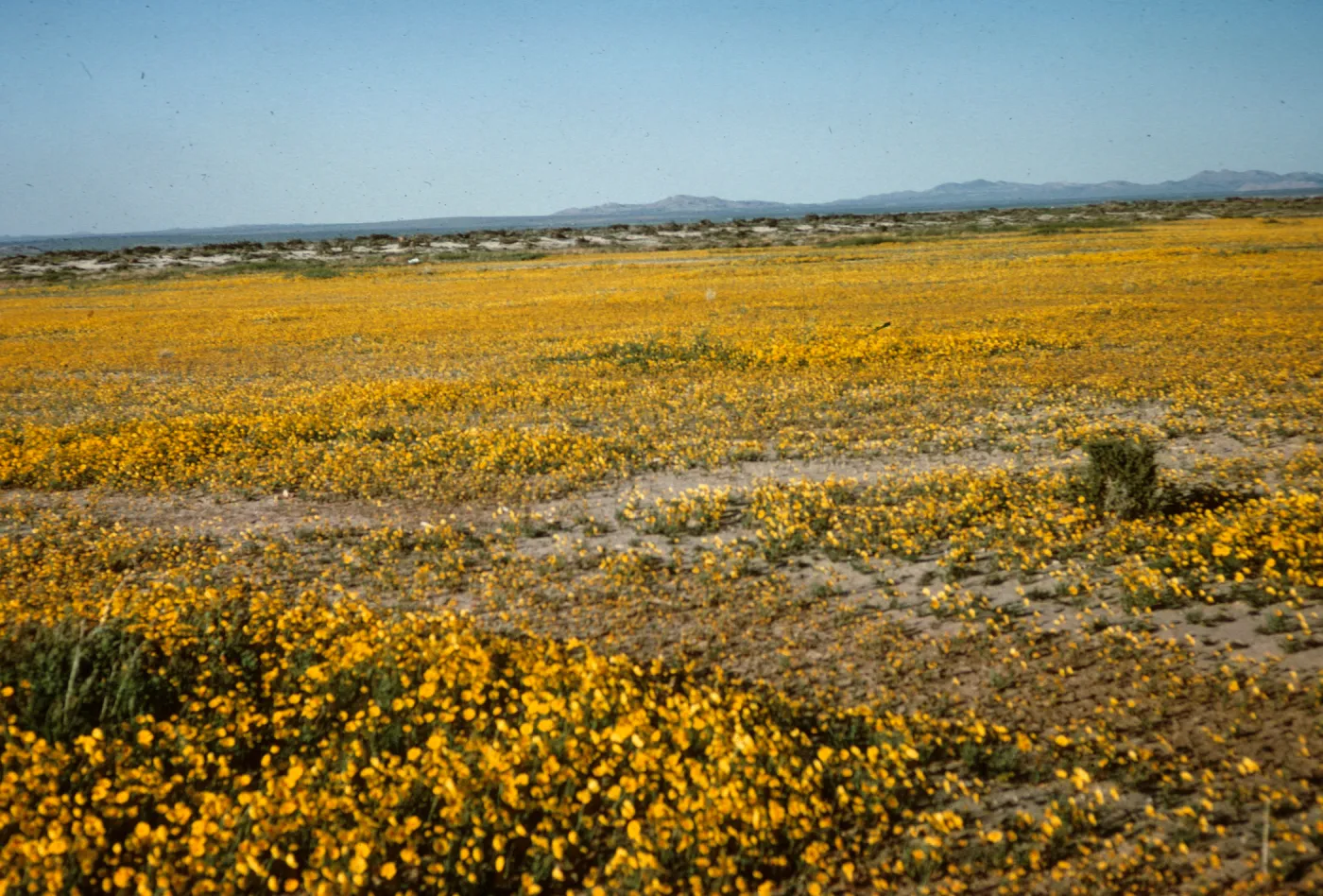 Coreopsis calliopsidea