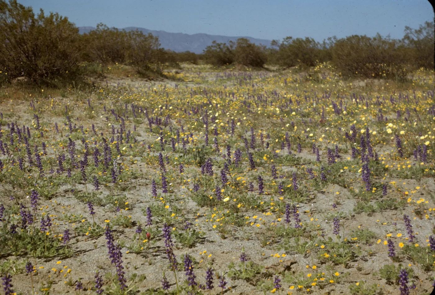 Desert wildflowers; Lupinus odoratus, Coreopsis bigelovii, Larrea