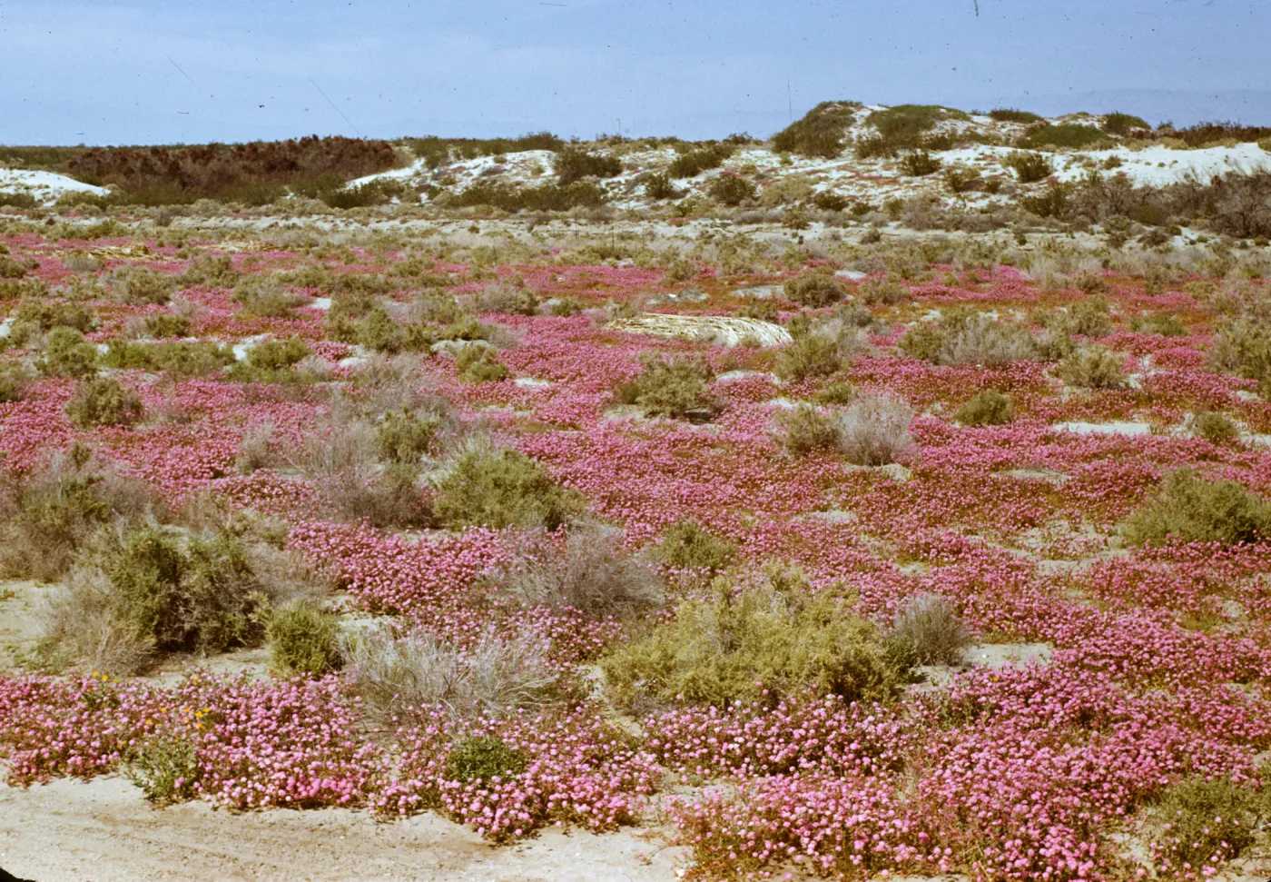 Desert field trip near Indian Wells; Desert Verbena