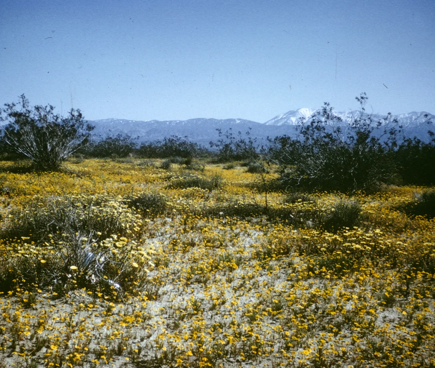desert field trip April 6, l968 165th Street, beyond Pear Blossom; wildflowers
