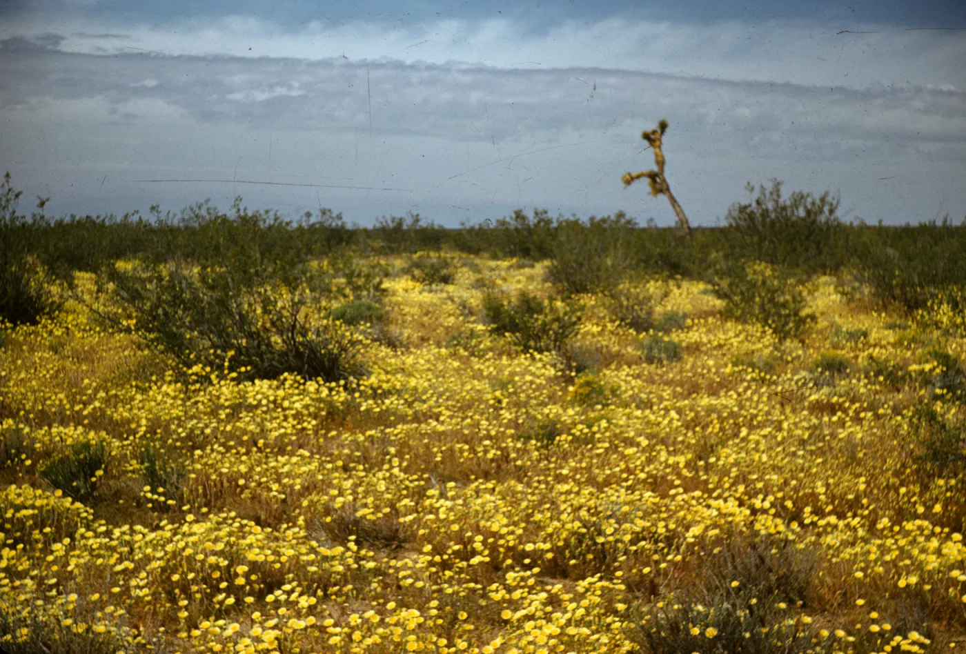 Antelope Valley, Willow Springs