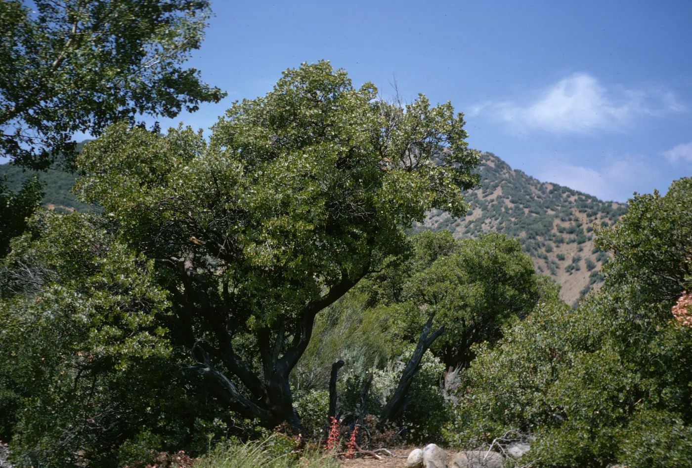 Sespe, oaks near creek