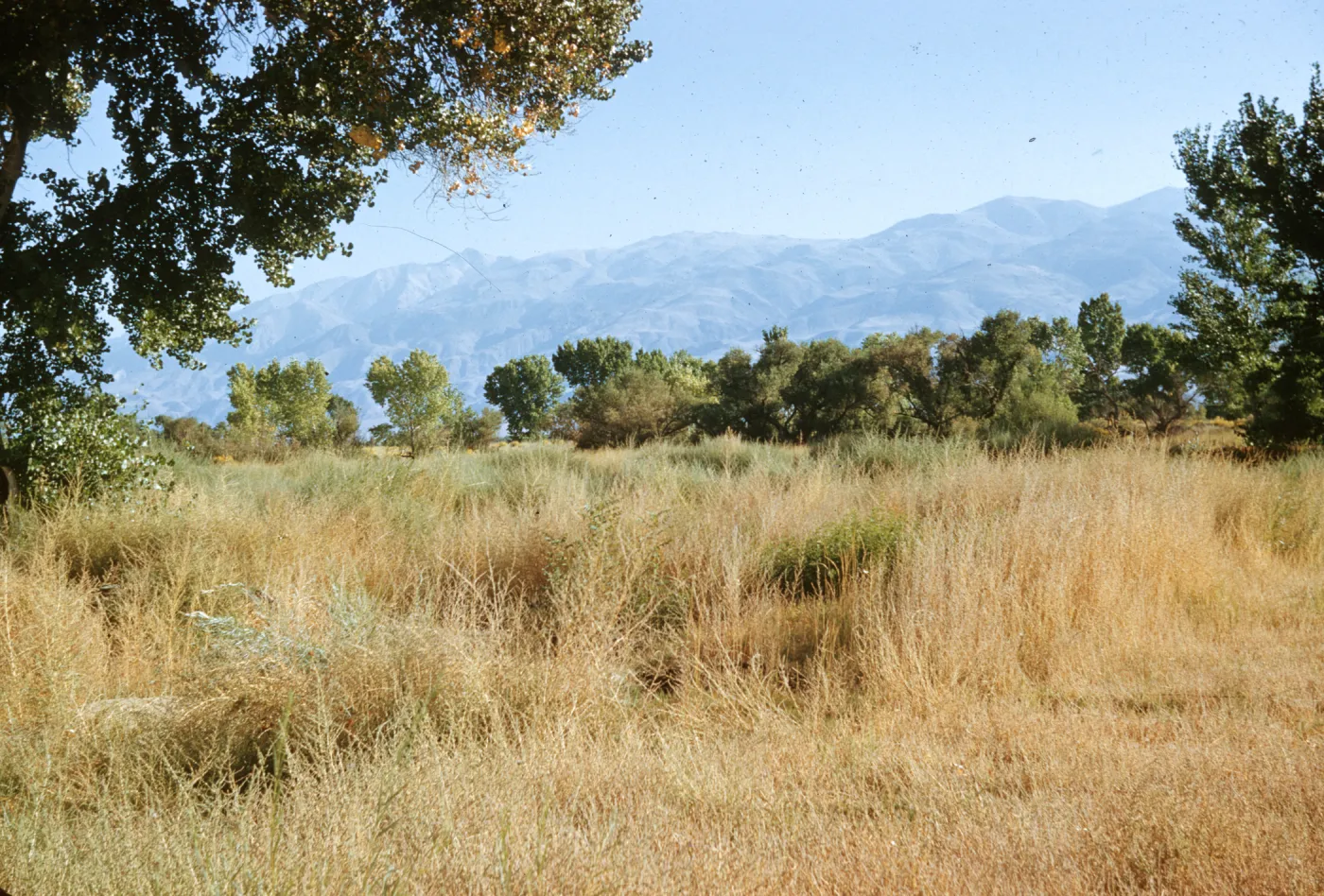 White Mountains from Bishop
