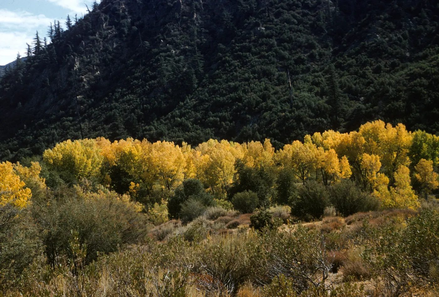 Sespe Creek cottonwoods