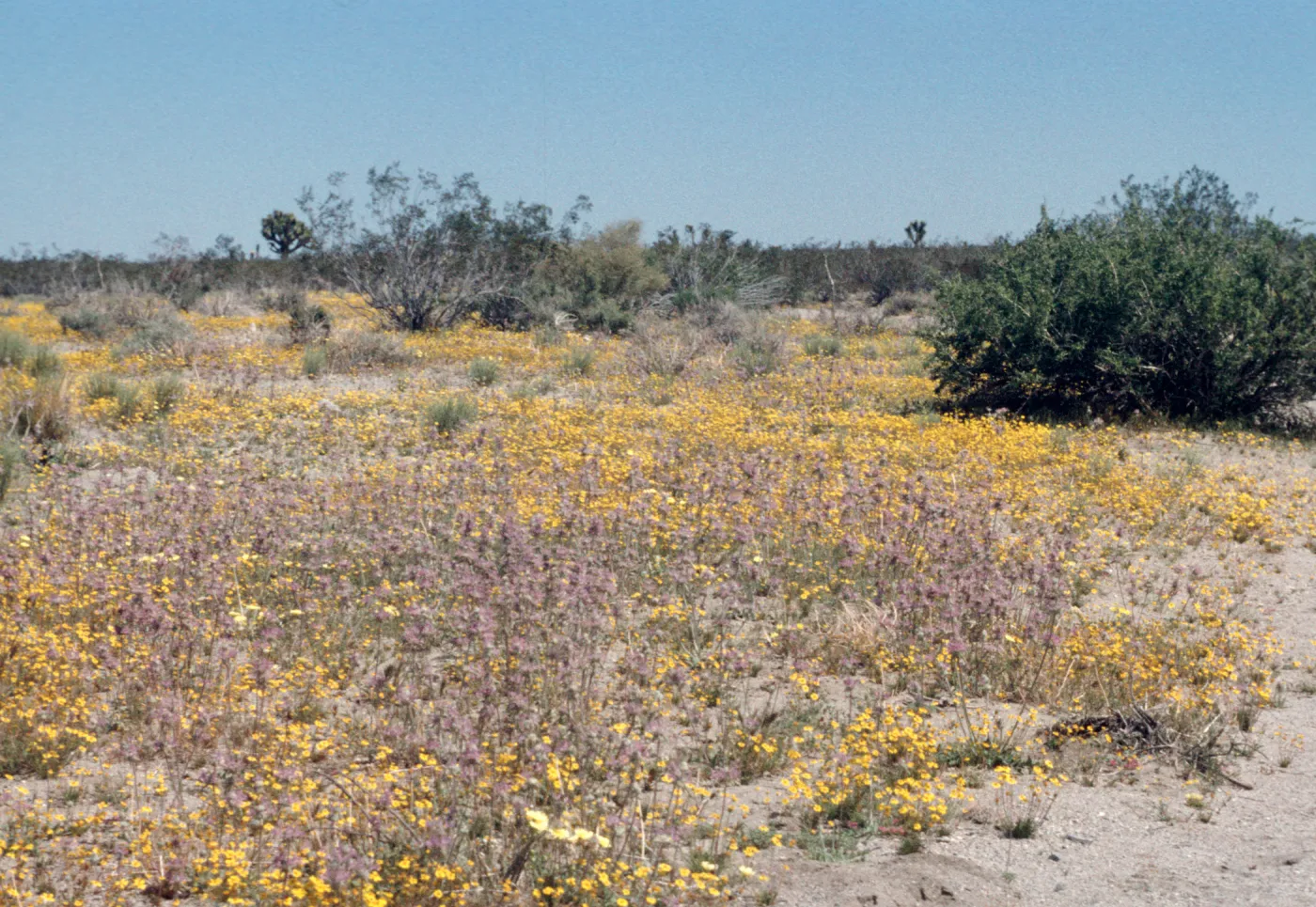 Thistle sage, Coreopsis and Verbena, Victorville-Palmdale Road