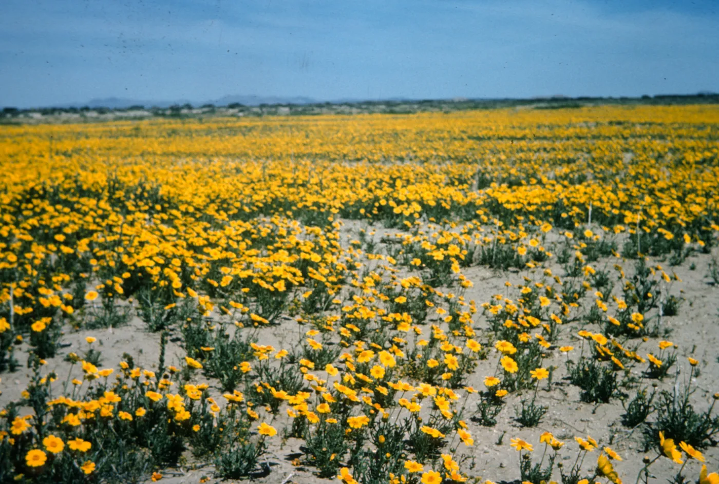 Coreopsis, Mojave Desert