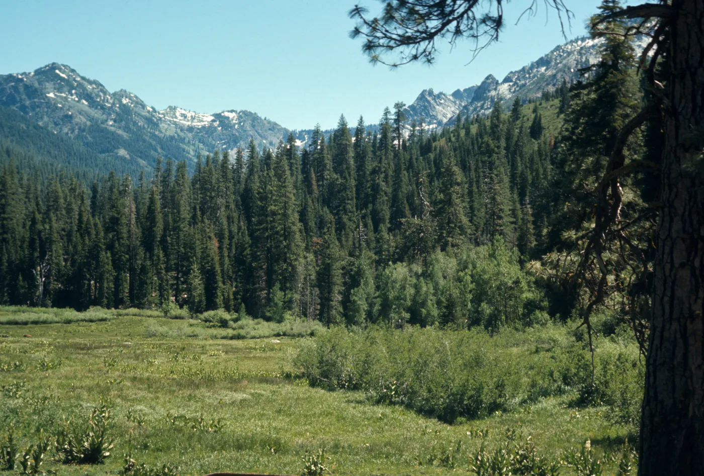 meadow in front of Mount Meadow Ranch, Trinity Alps