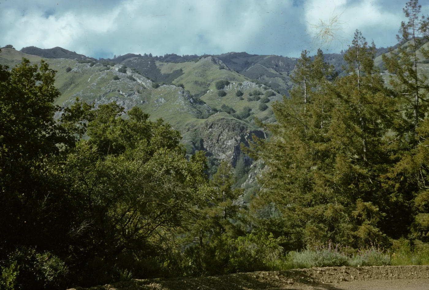 Chaparral, Jolon Road, south of Lucia
